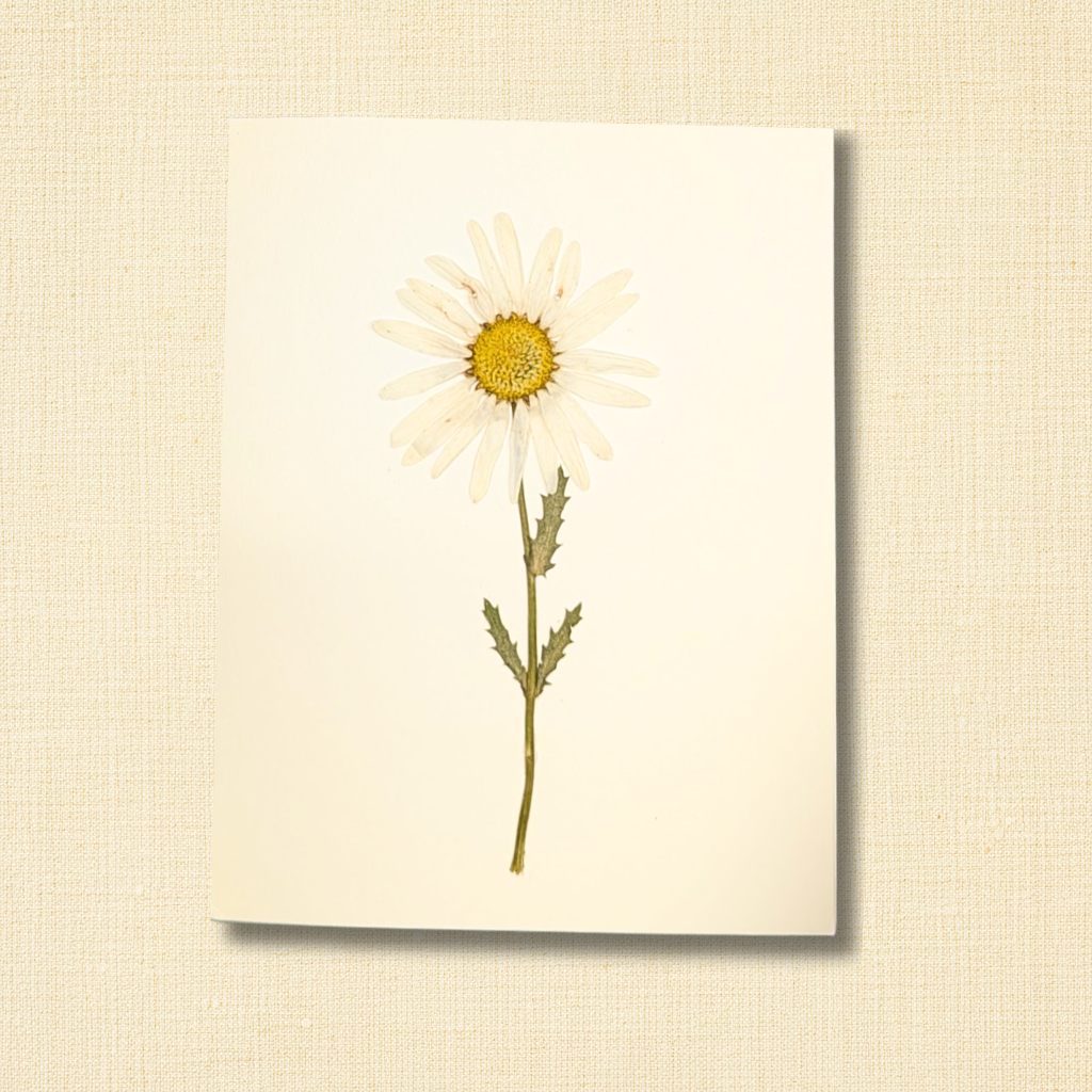 Pressed Single Stem Daisy Birthday Greeting Card