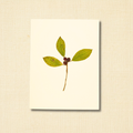 Pressed Wild Berry Branch All Occasions Greeting Card