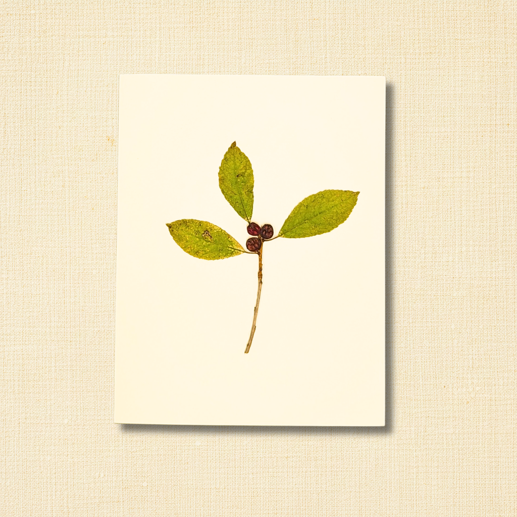 Pressed Wild Berry Branch All Occasions Greeting Card