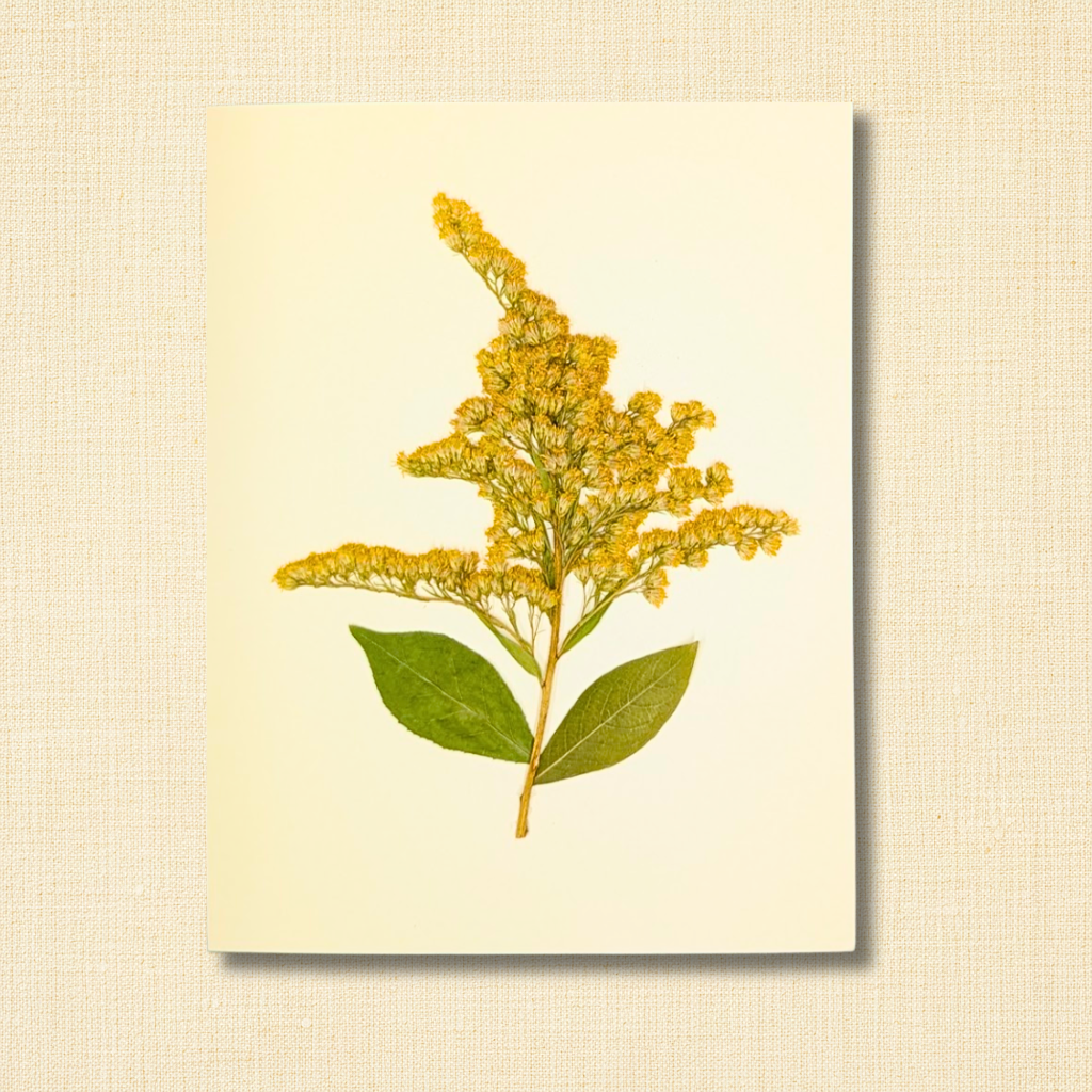 Pressed Goldenrod Friendship Greeting Card