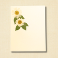 Pressed Daisy Birthday Greeting Card